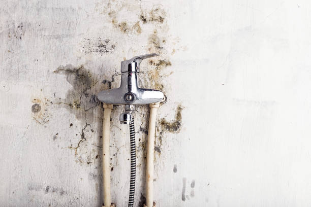 Best Residential Mold Removal  in Shamokin, PA