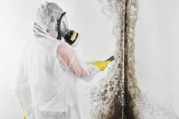Certified Mold Removal in Shamokin, PA