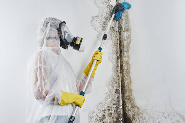 Professional Mold Removal in Shamokin, PA
