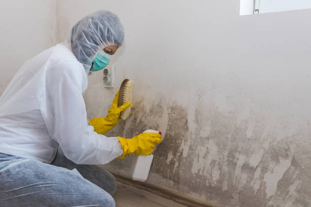 Best Office Mold Removal Services  in Shamokin, PA
