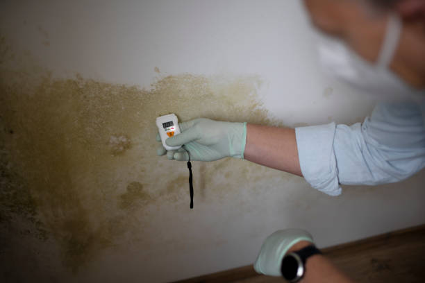 Best Toxic Mold Removal  in Shamokin, PA