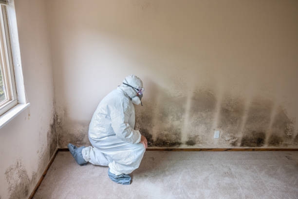 Best Professional Mold Removal  in Shamokin, PA