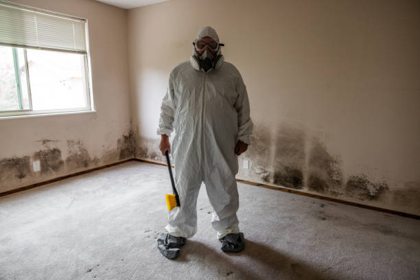 Mold Removal Process in Shamokin, PA