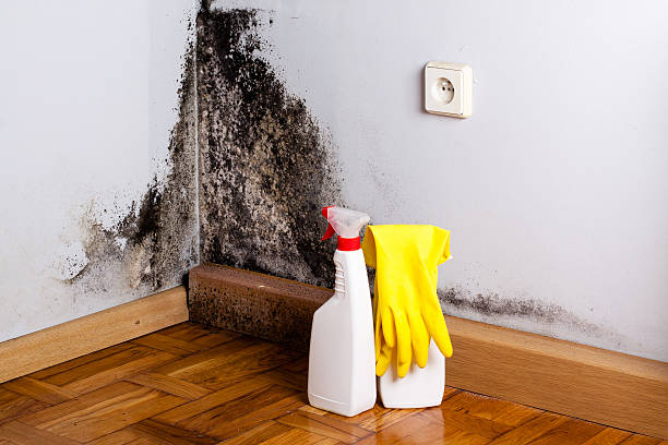 Best Mold Removal Specialists  in Shamokin, PA